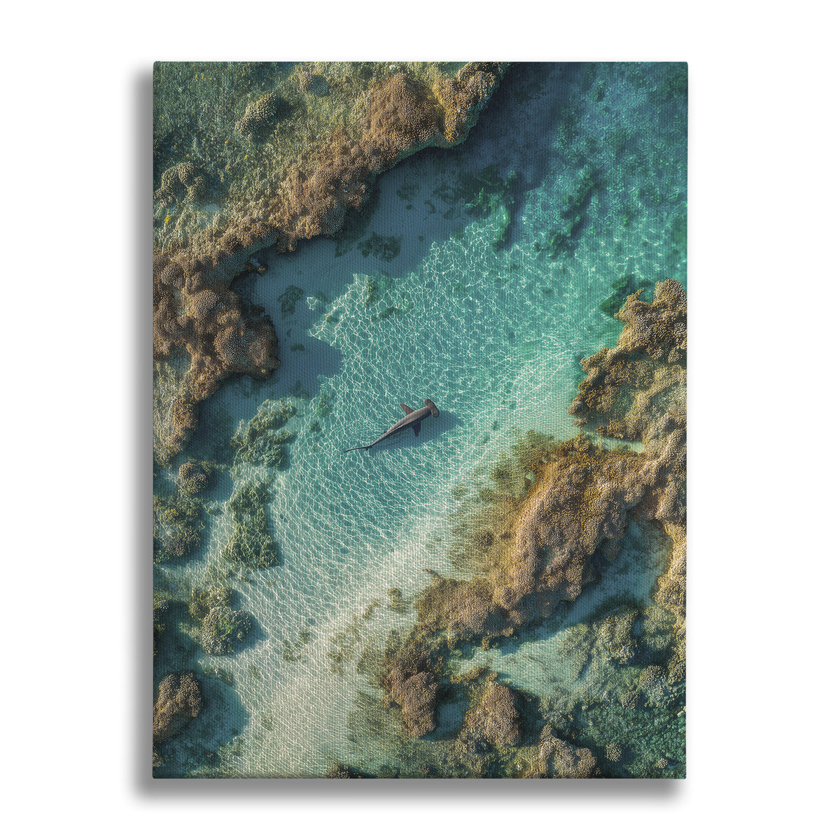 The Shallows