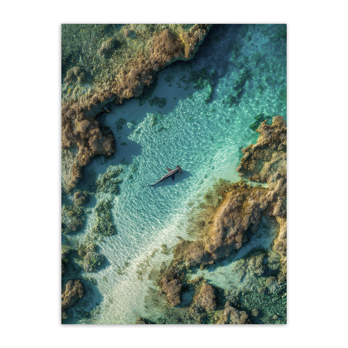 The Shallows