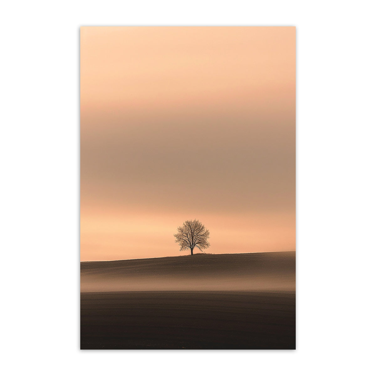 The Witness